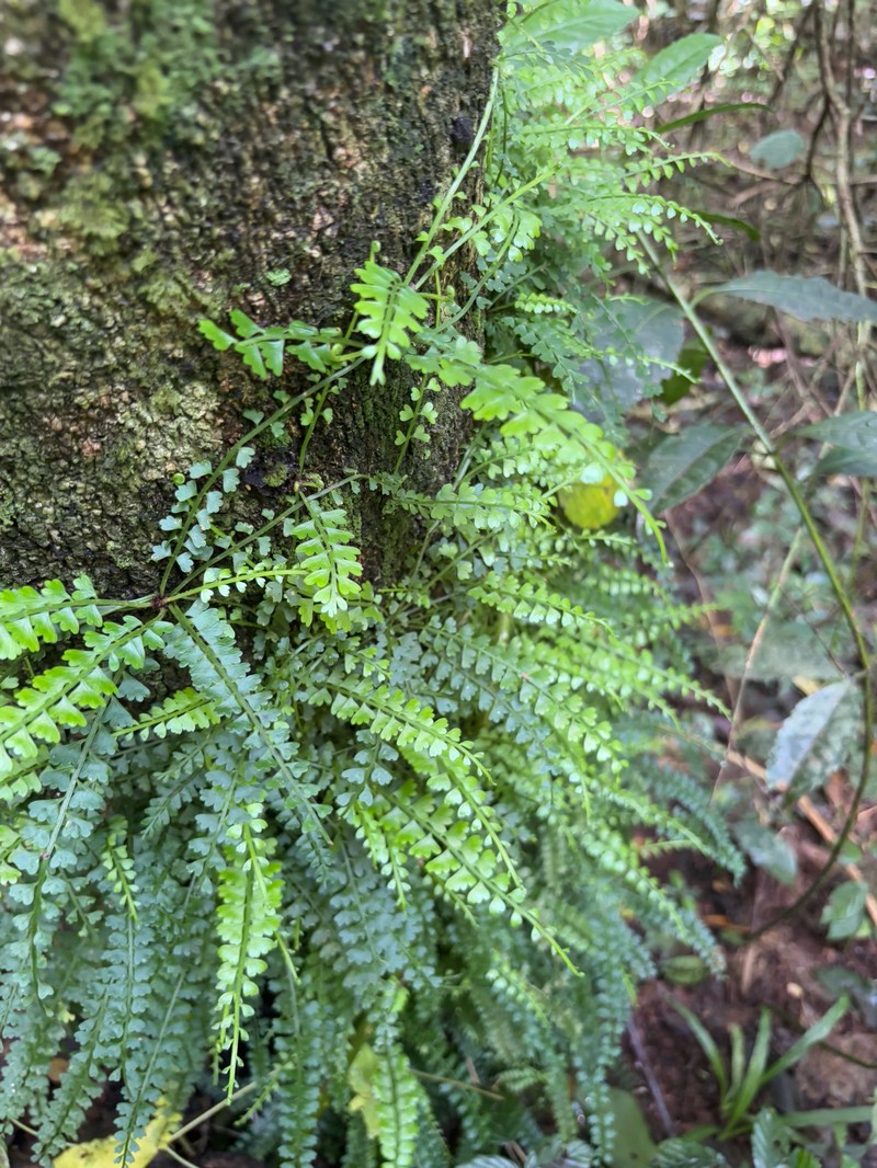 Asplenium cocosensis photo 2