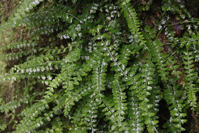 Asplenium cocosensis photo 3