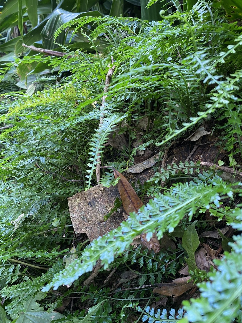 Asplenium cocosensis photo 4