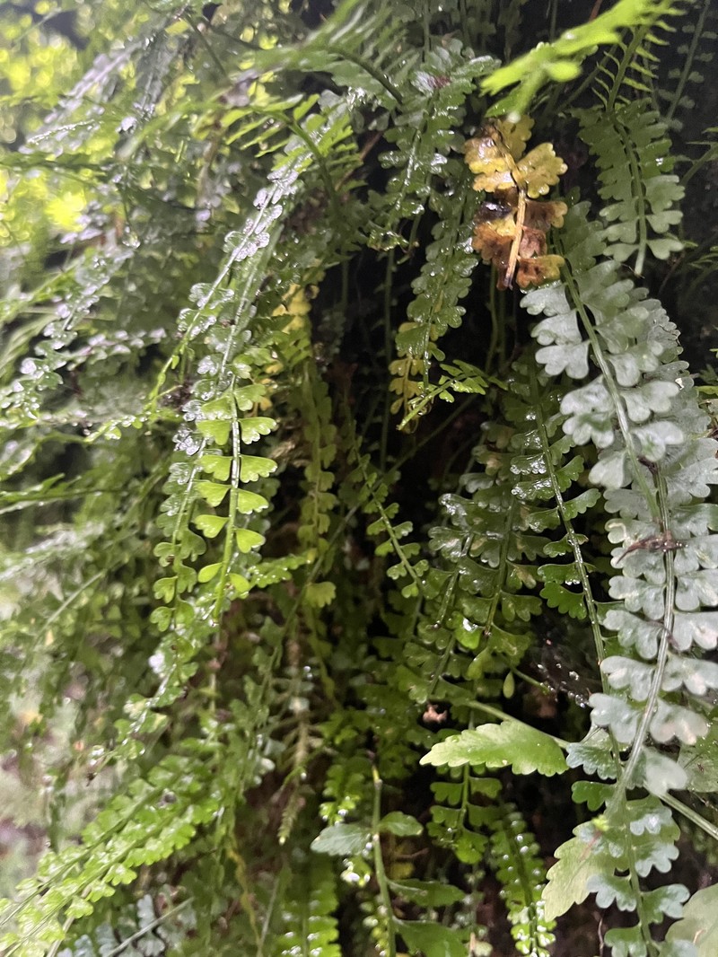 Asplenium cocosensis photo 5