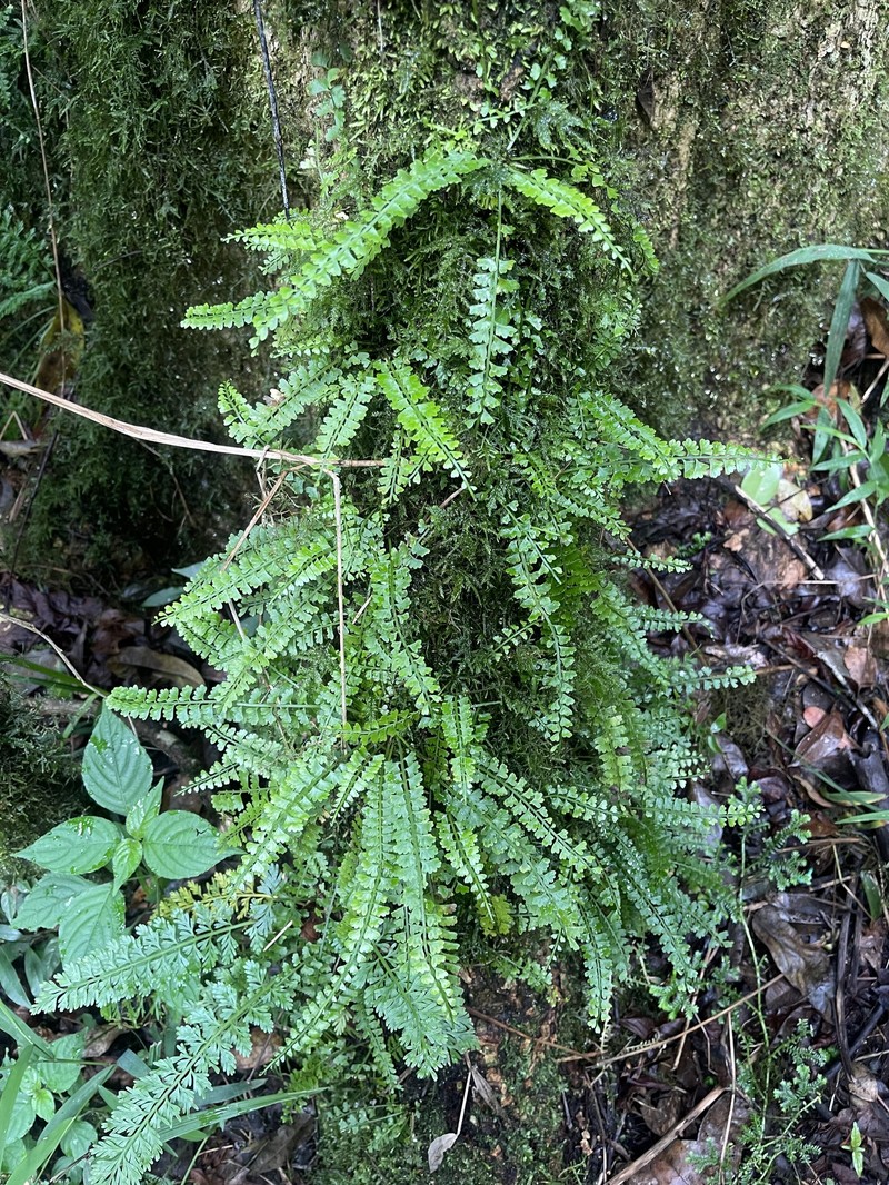 Asplenium cocosensis photo 6