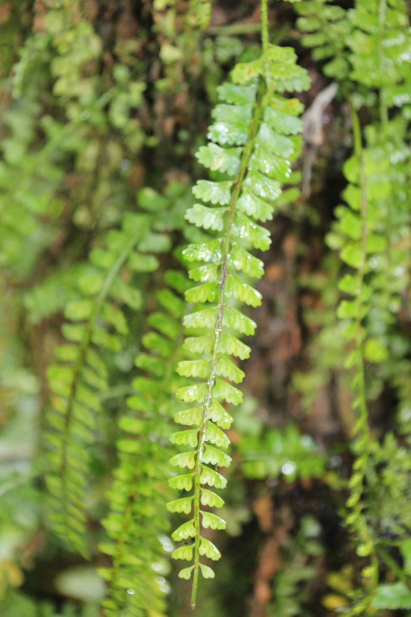 Asplenium cocosensis photo 7