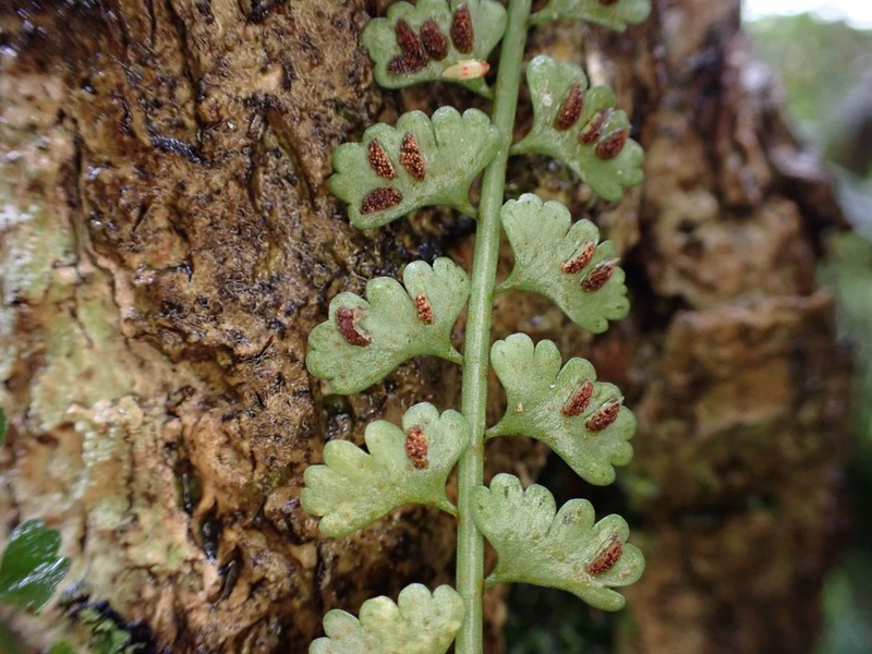 Asplenium cocosensis photo 8