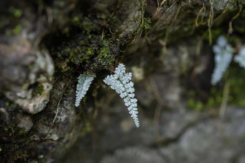 Asplenium coenobiale
