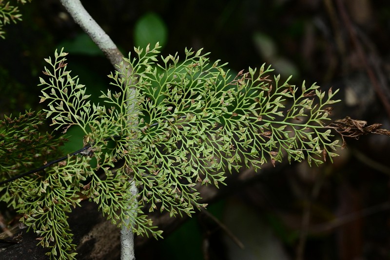 Asplenium coenobiale photo 2
