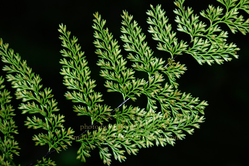 Asplenium coenobiale photo 3