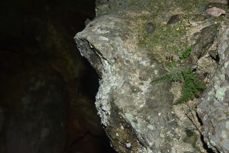 Asplenium coenobiale photo 4