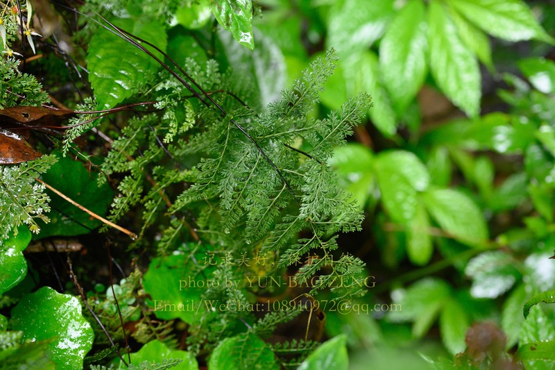 Asplenium coenobiale photo 5