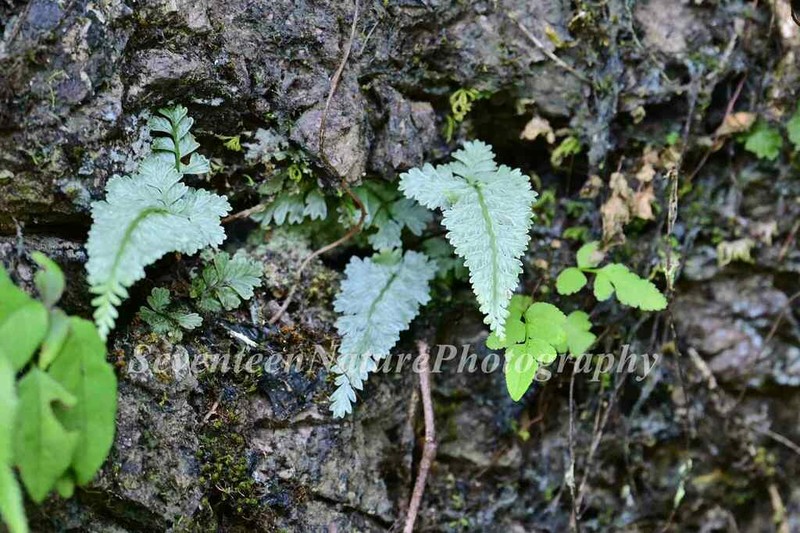 Asplenium coenobiale photo 6