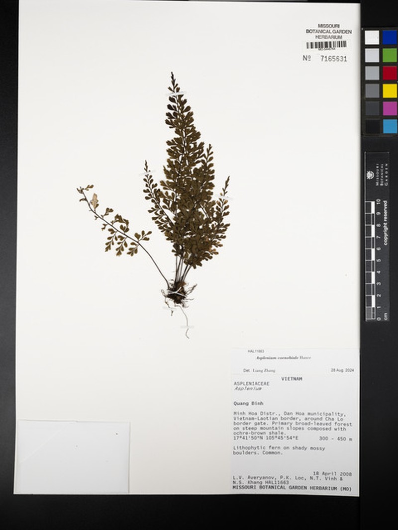 Asplenium coenobiale photo 7