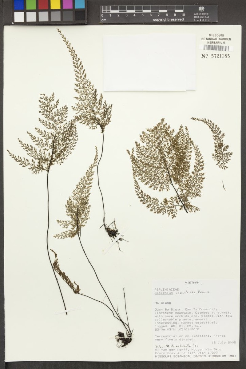 Asplenium coenobiale photo 8