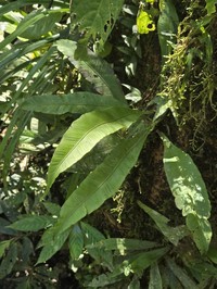 Asplenium colubrinum