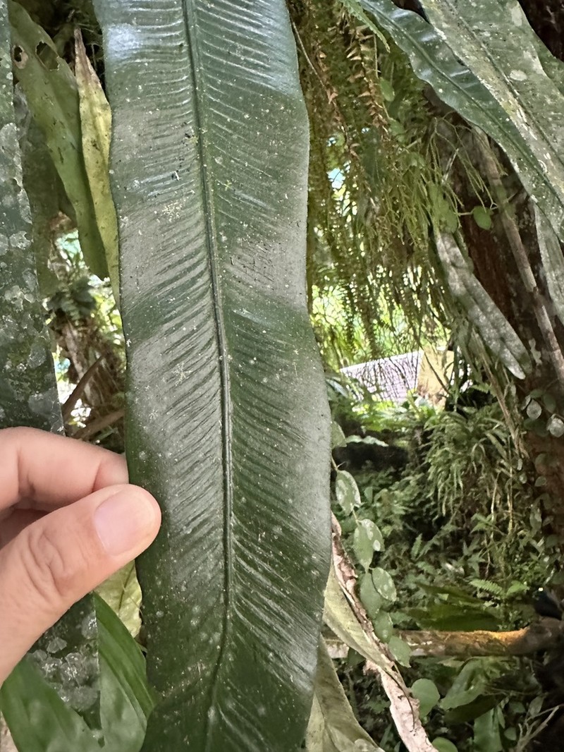 Asplenium colubrinum photo 3