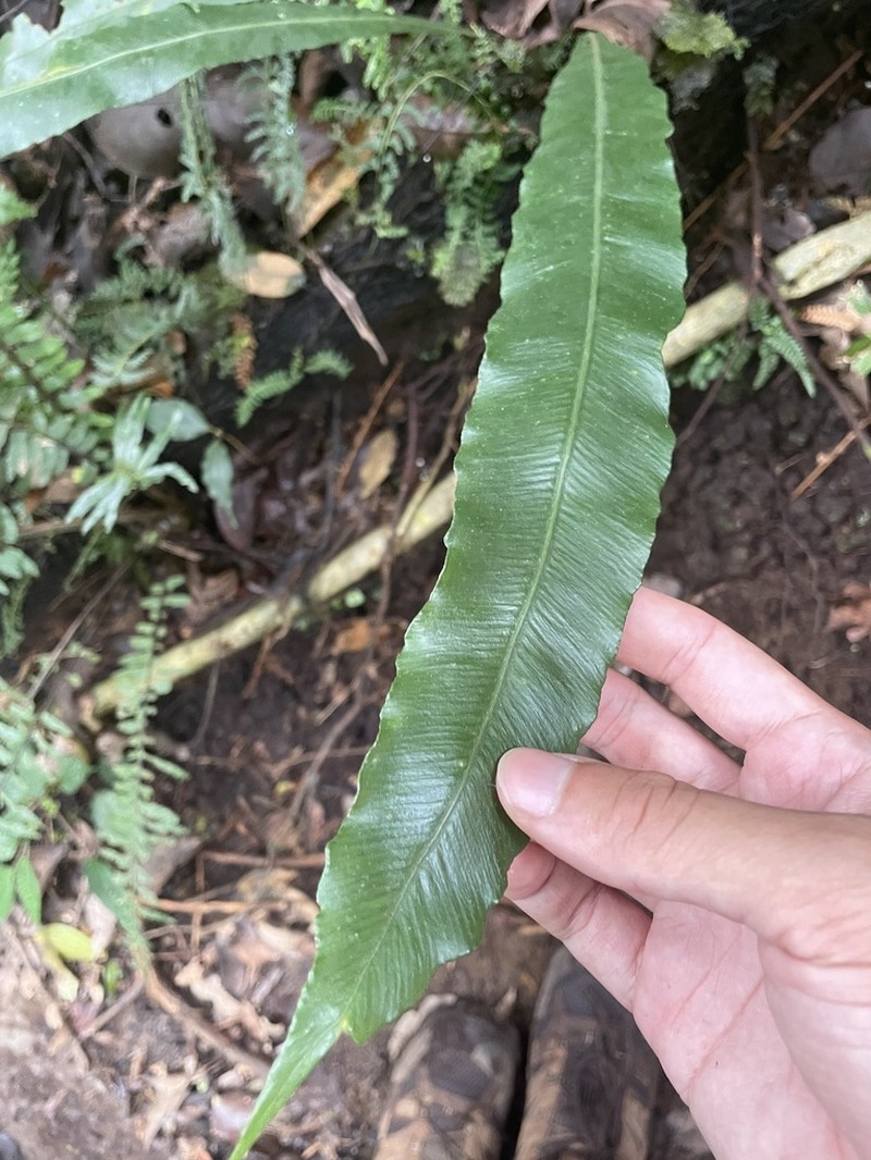 Asplenium colubrinum photo 5