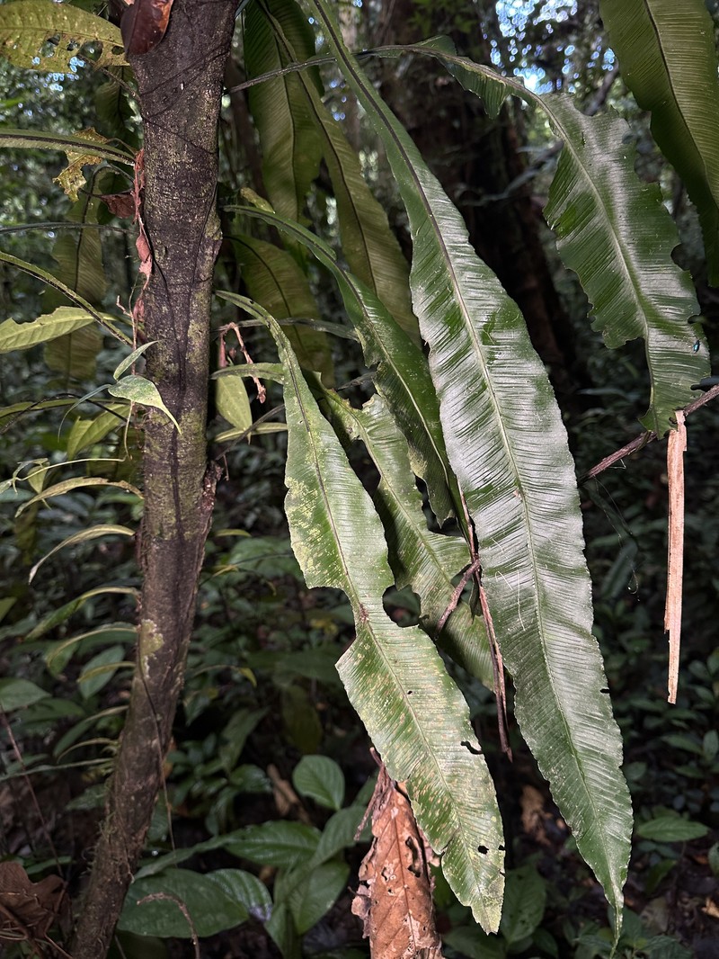 Asplenium colubrinum photo 6
