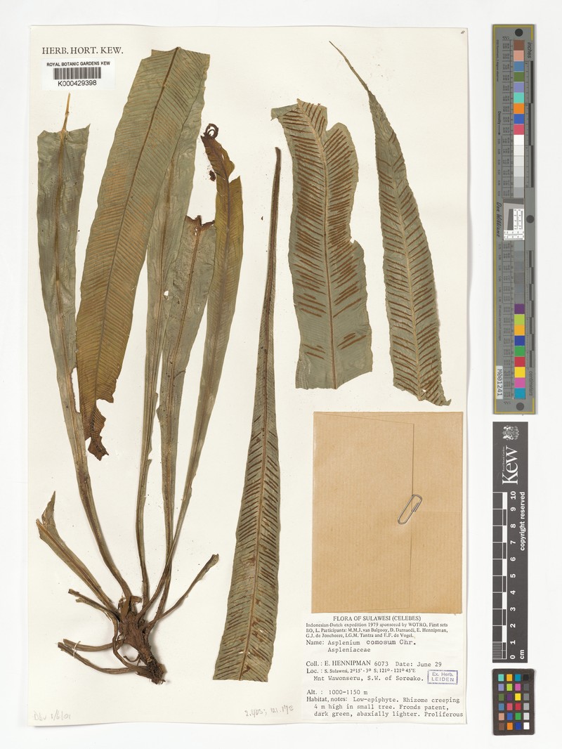 Asplenium comosum photo 3
