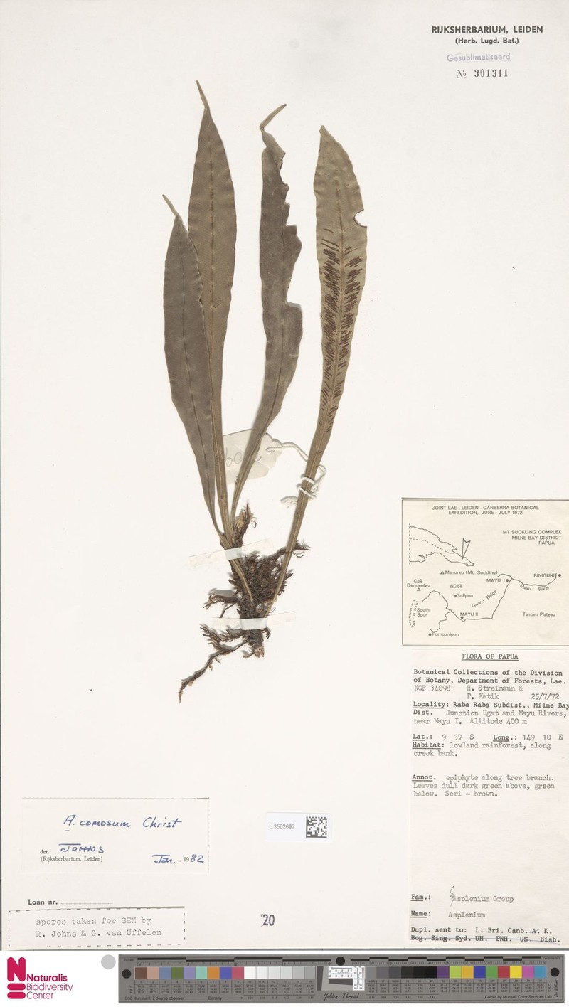 Asplenium comosum photo 4