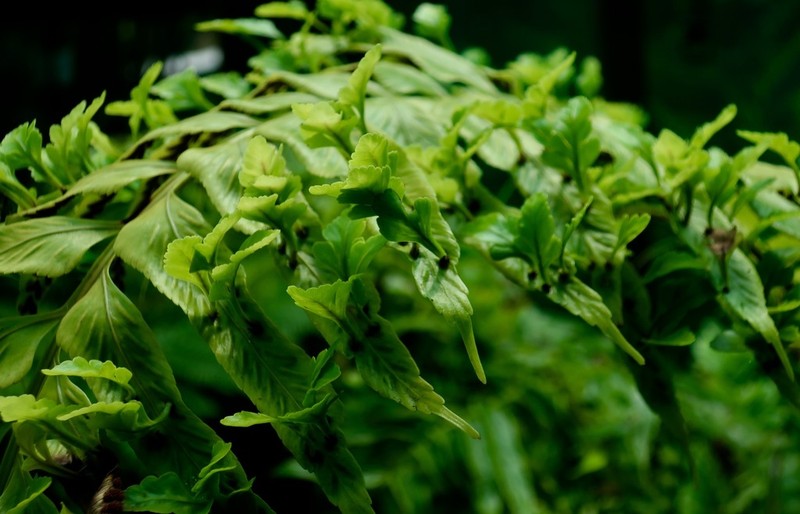 Asplenium compressum