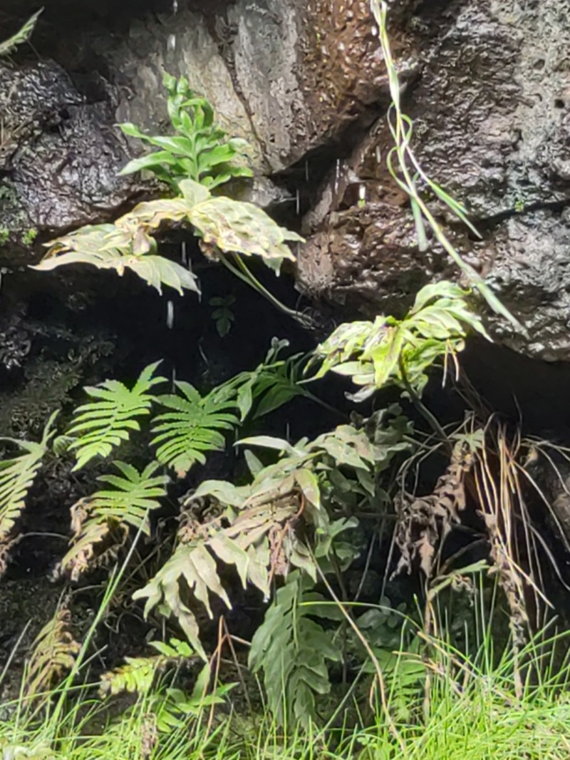 Asplenium compressum photo 3