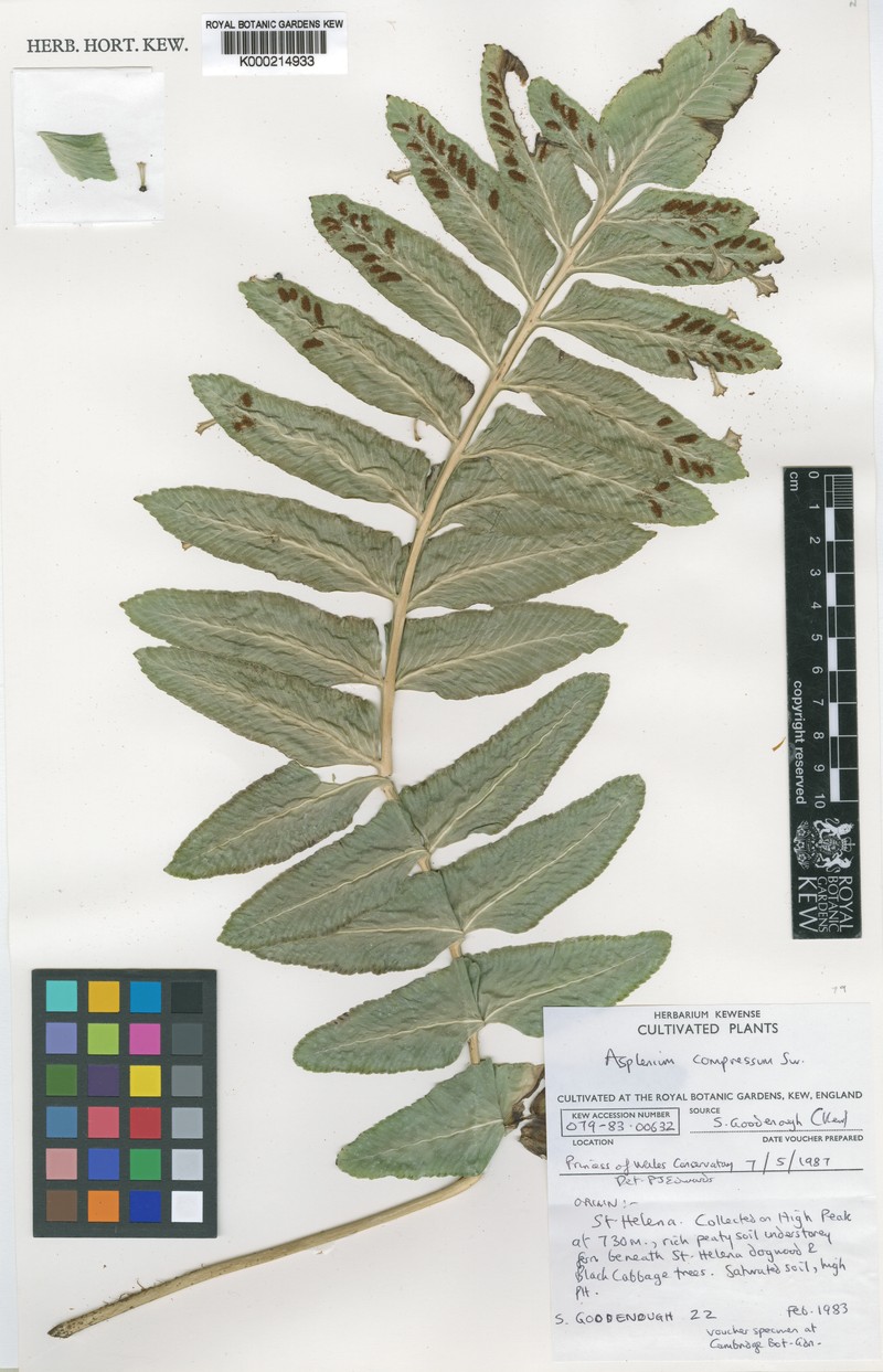 Asplenium compressum photo 4