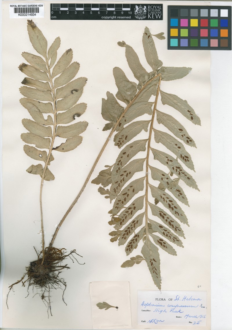 Asplenium compressum photo 5