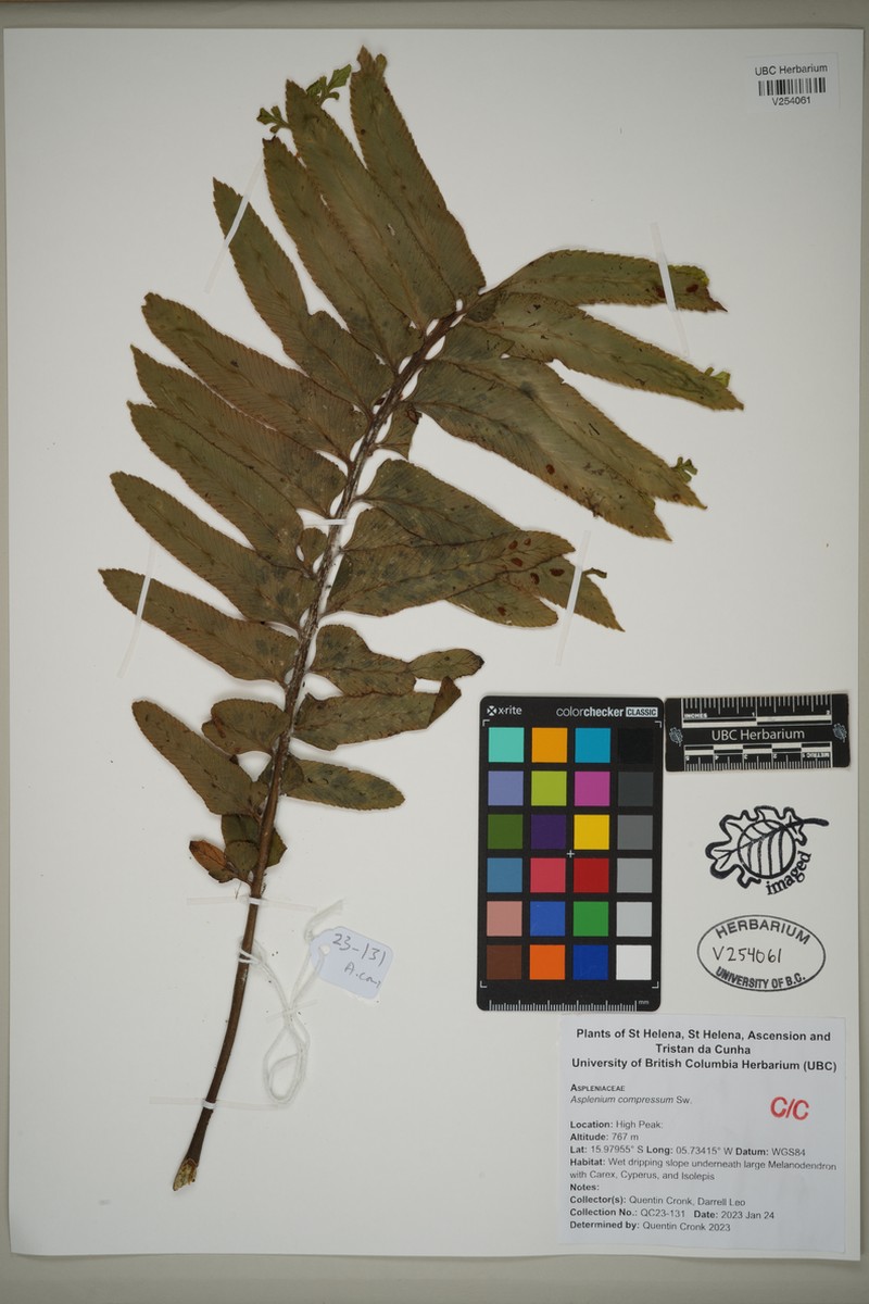 Asplenium compressum