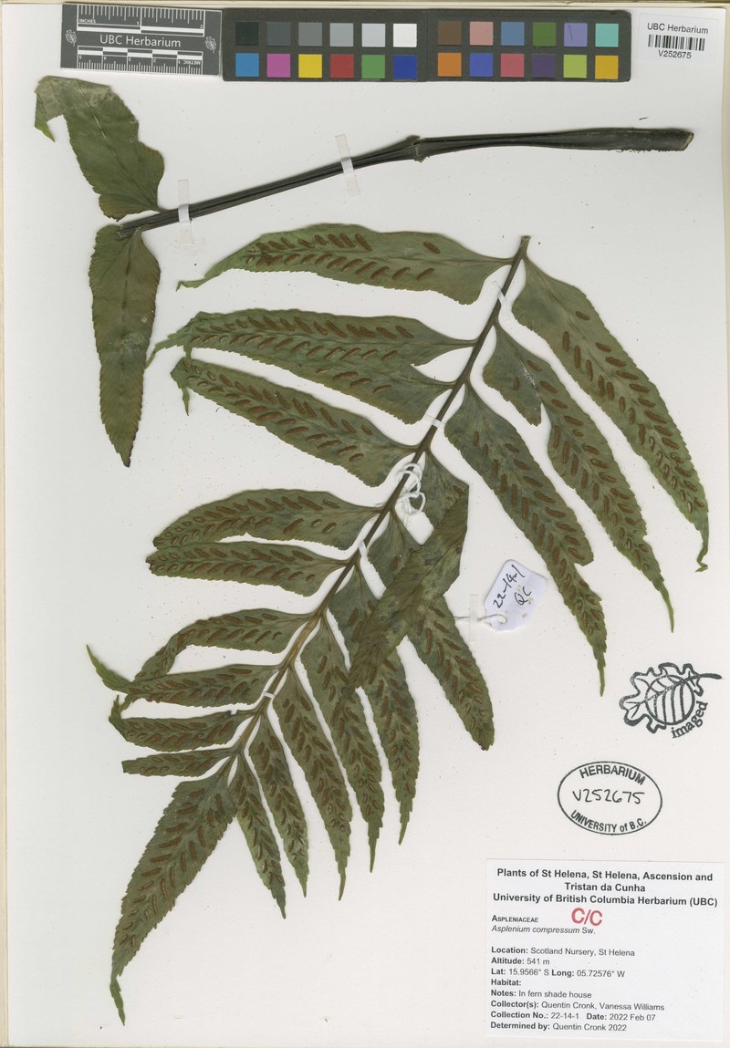 Asplenium compressum photo 2