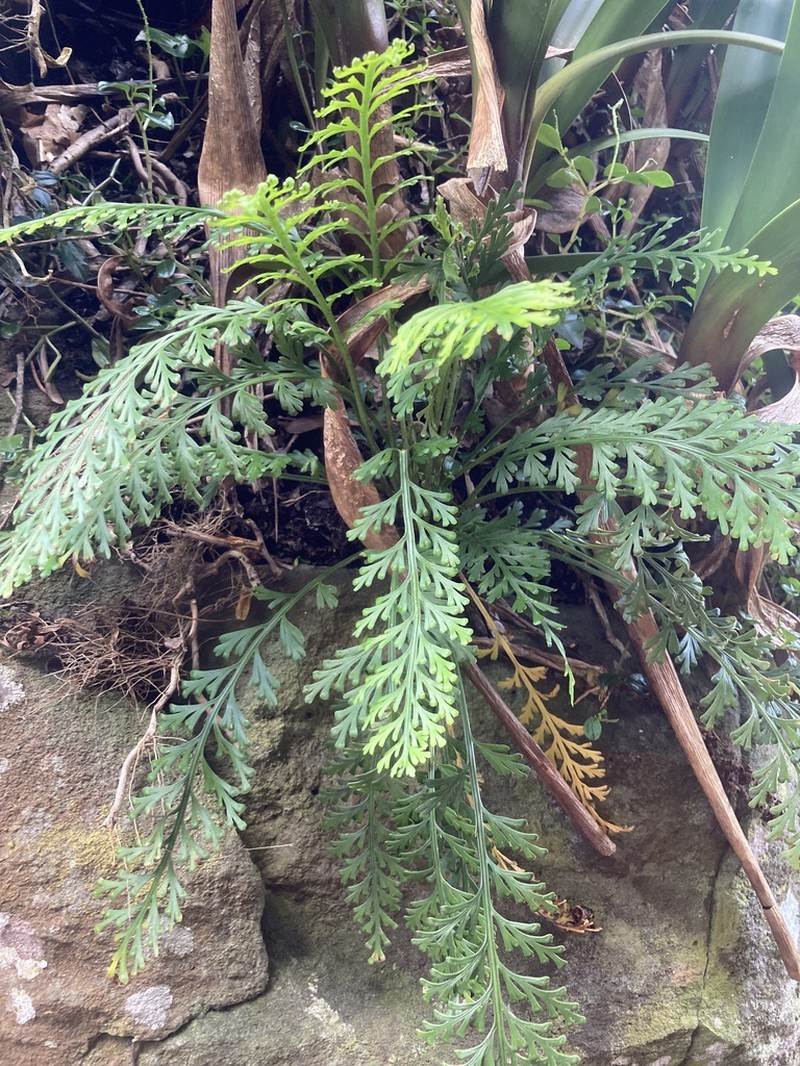 Asplenium concinnum