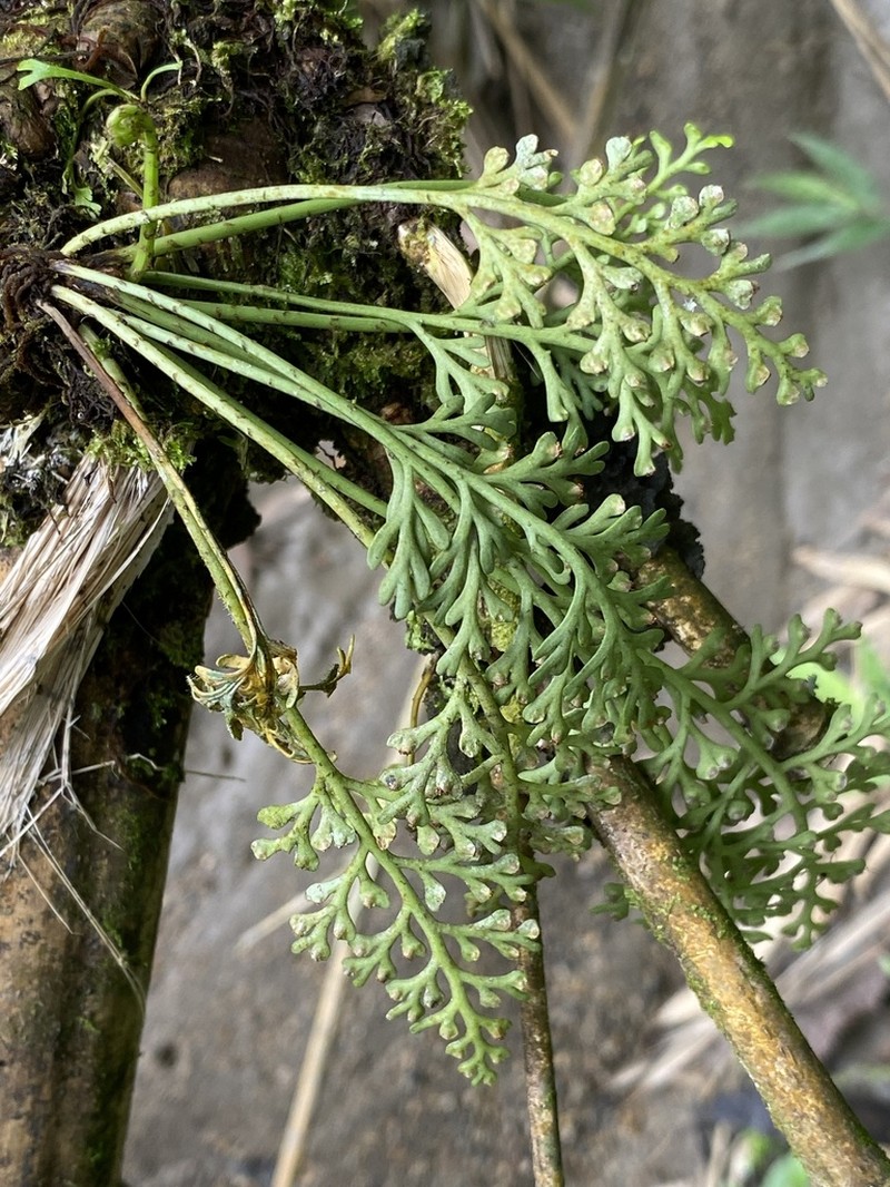 Asplenium concinnum photo 2