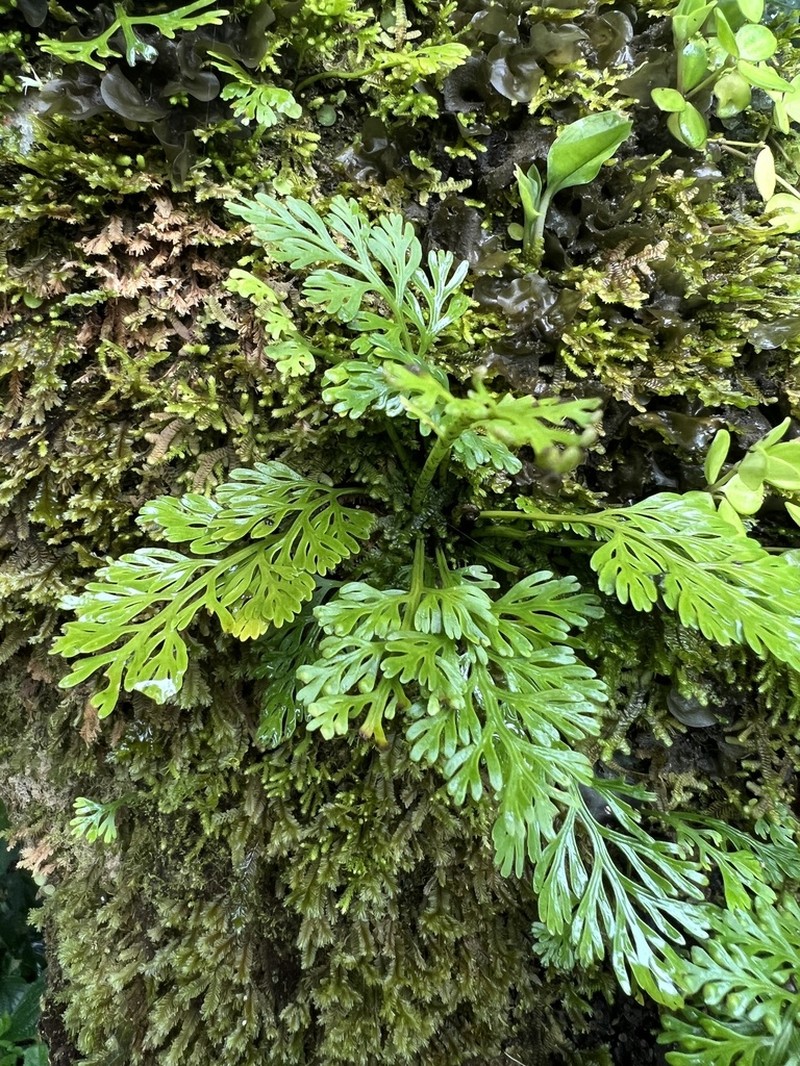Asplenium concinnum photo 5