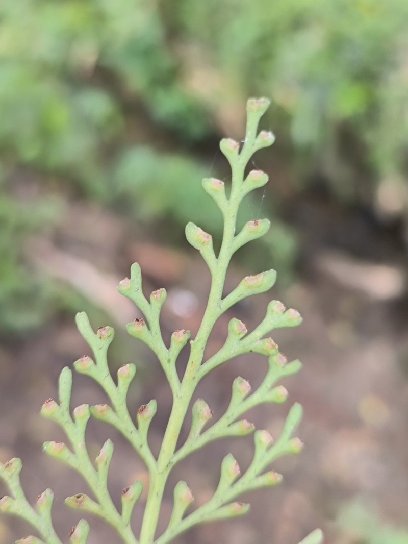 Asplenium concinnum photo 7