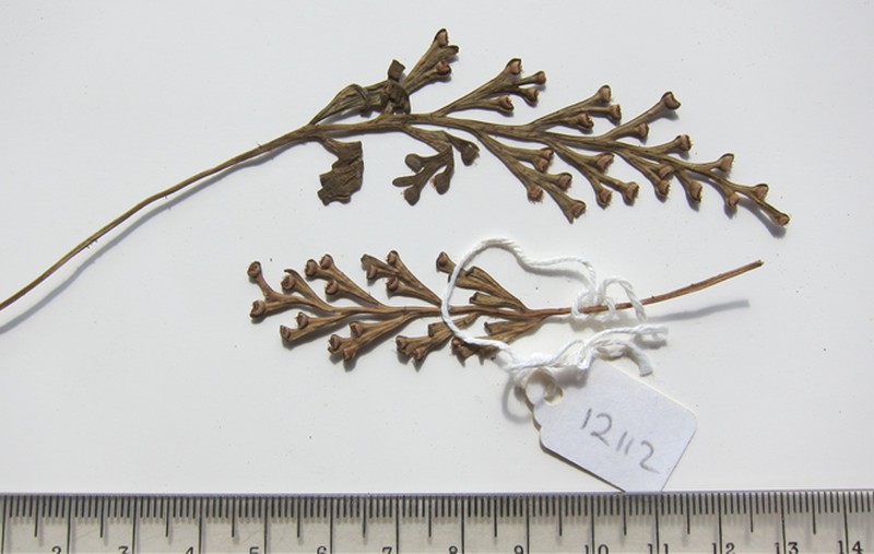 Asplenium concinnum photo 8