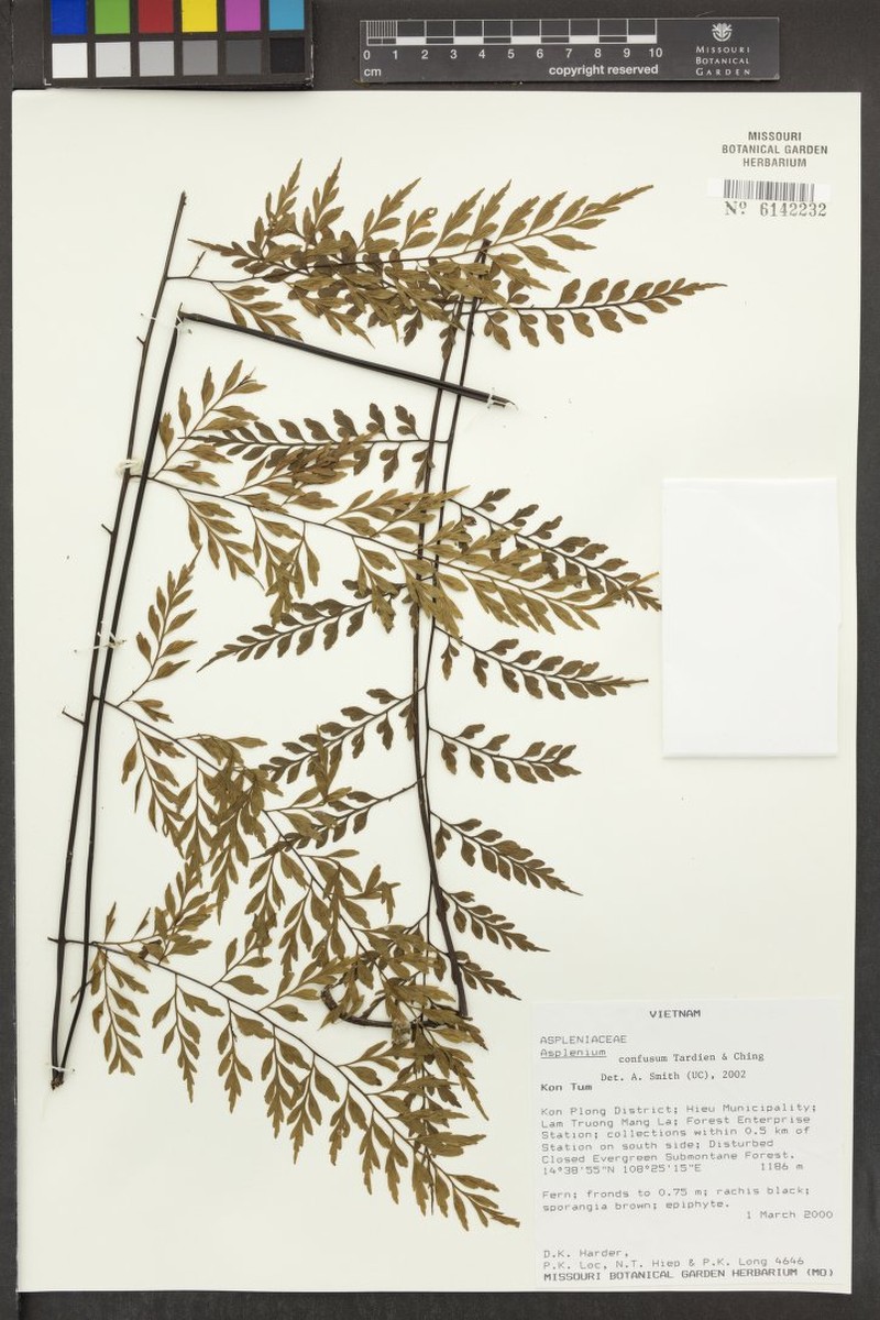 Asplenium confusum photo 3