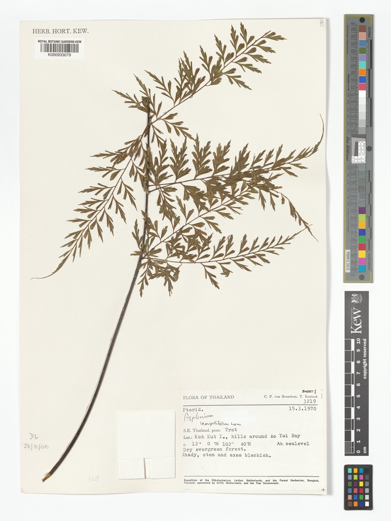 Asplenium confusum photo 5