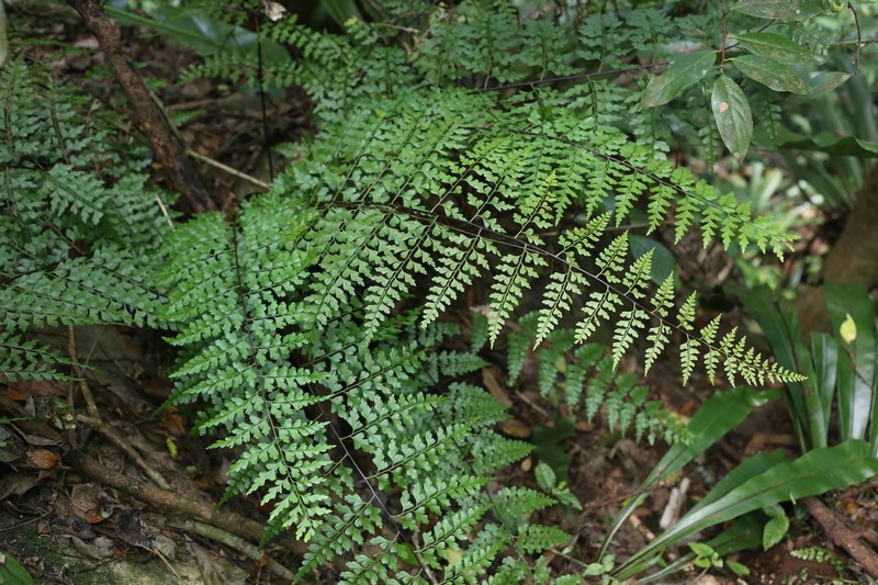 Asplenium confusum