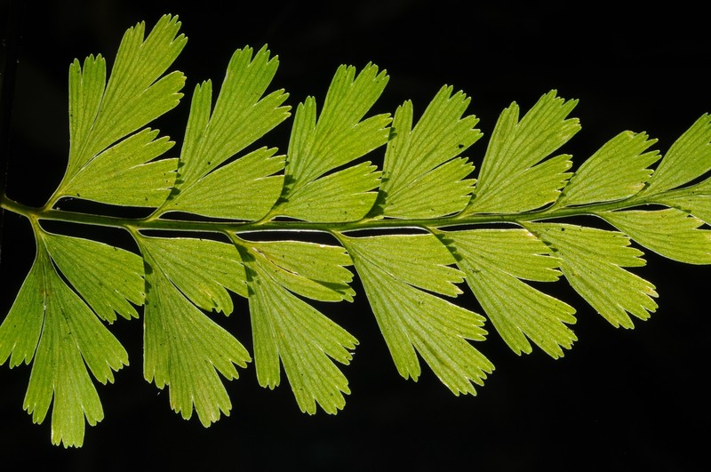 Asplenium confusum photo 2