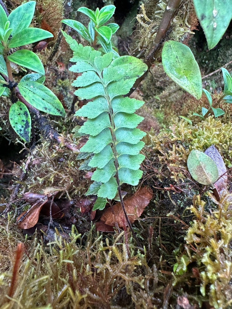 Forest Spleenwort