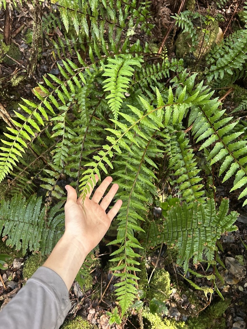 Forest Spleenwort photo 2