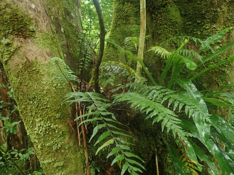 Forest Spleenwort photo 3