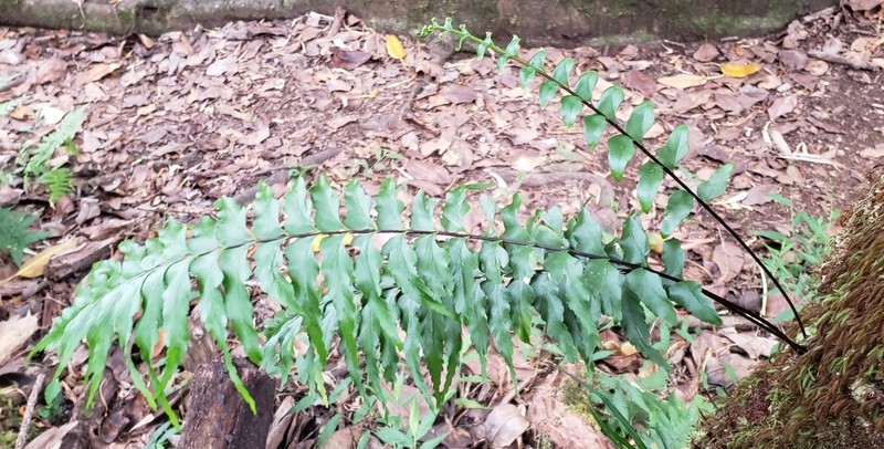 Forest Spleenwort photo 4