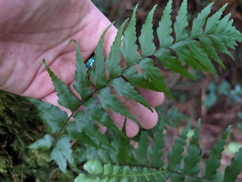Forest Spleenwort photo 5