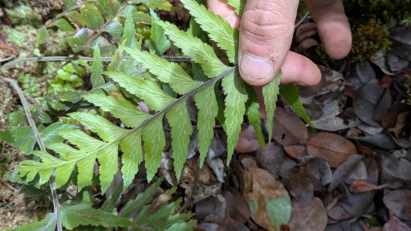 Forest Spleenwort photo 6