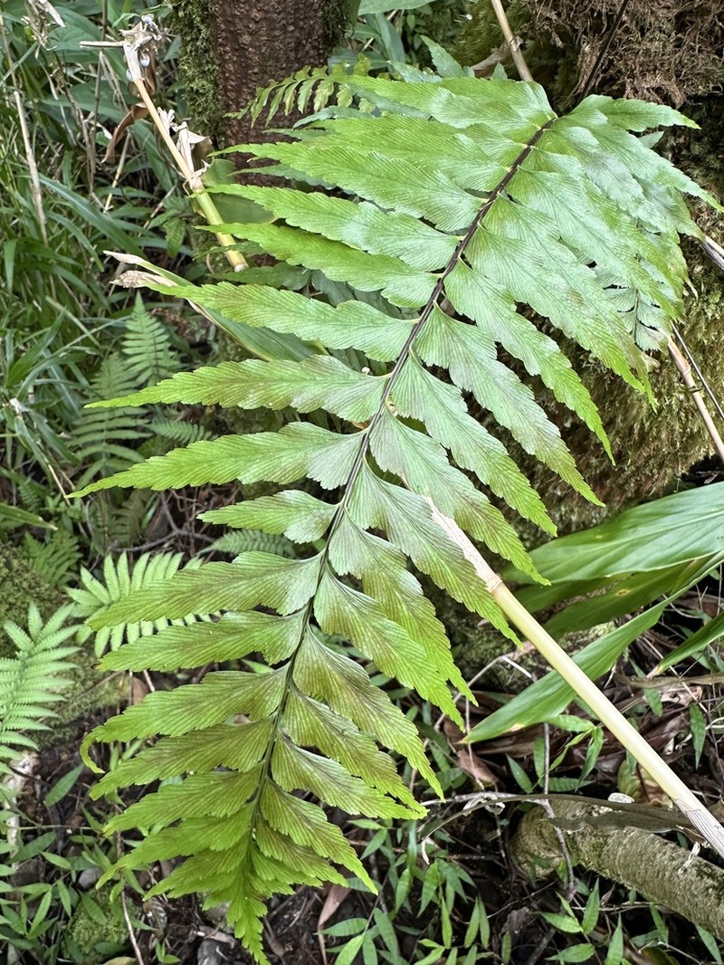 Forest Spleenwort photo 7