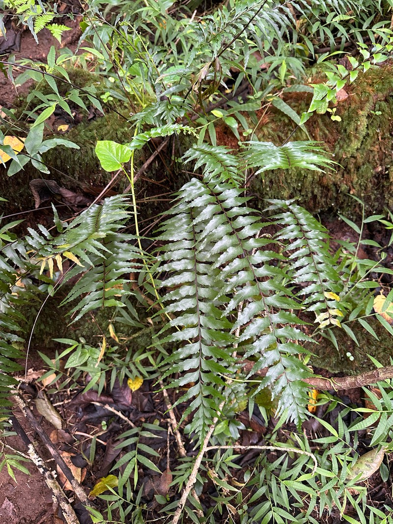 Forest Spleenwort photo 8