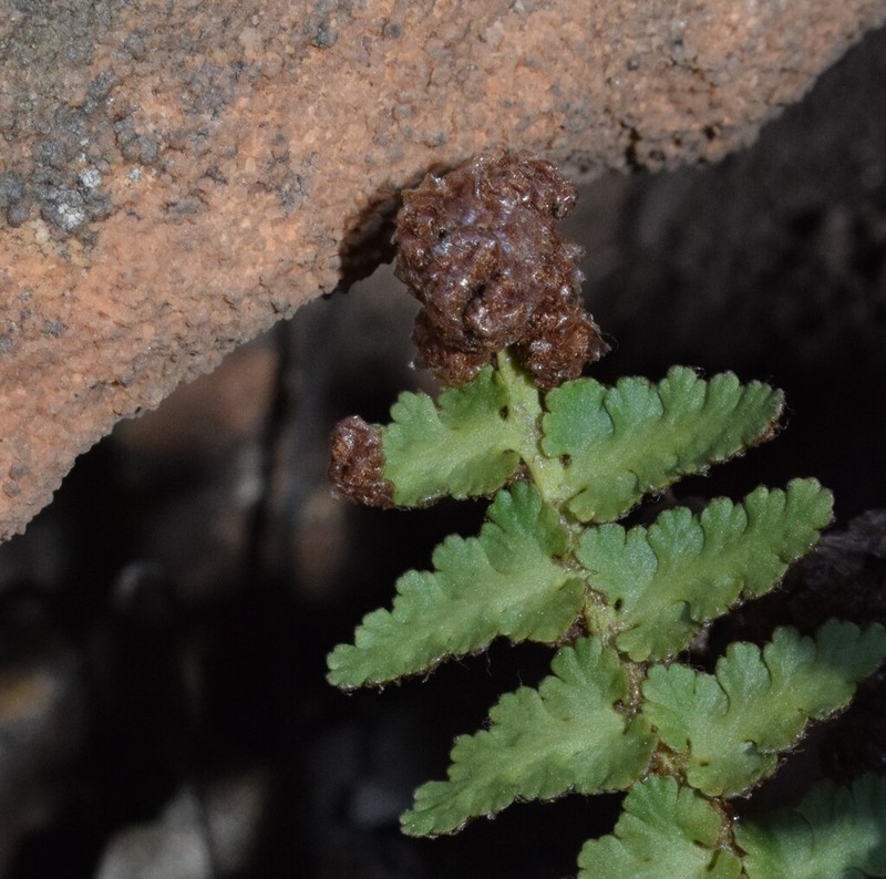 Asplenium cordatum