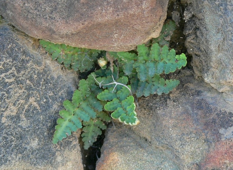 Asplenium cordatum photo 2