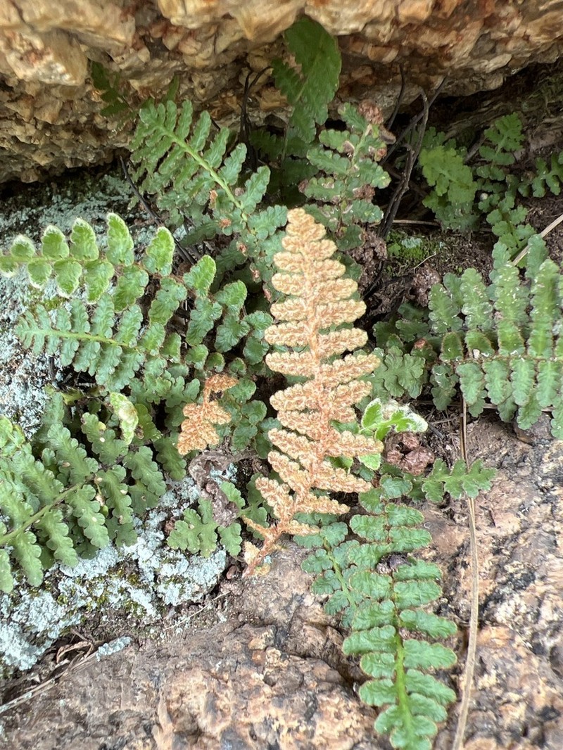 Asplenium cordatum photo 3