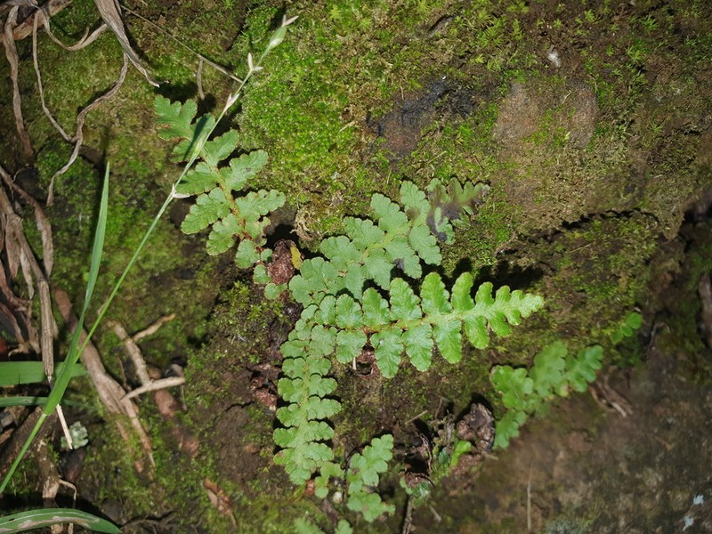 Asplenium cordatum photo 4