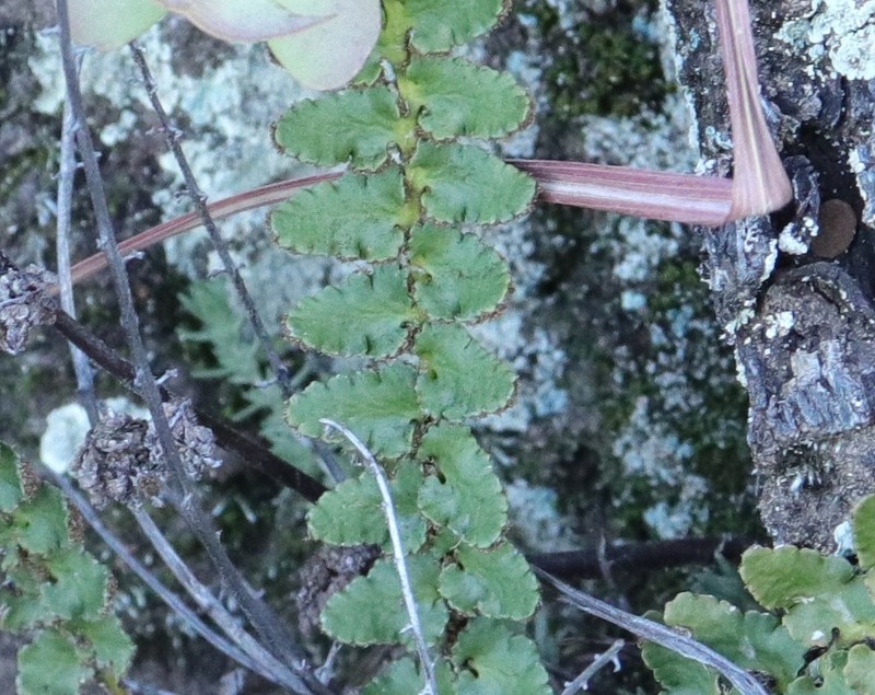 Asplenium cordatum photo 5