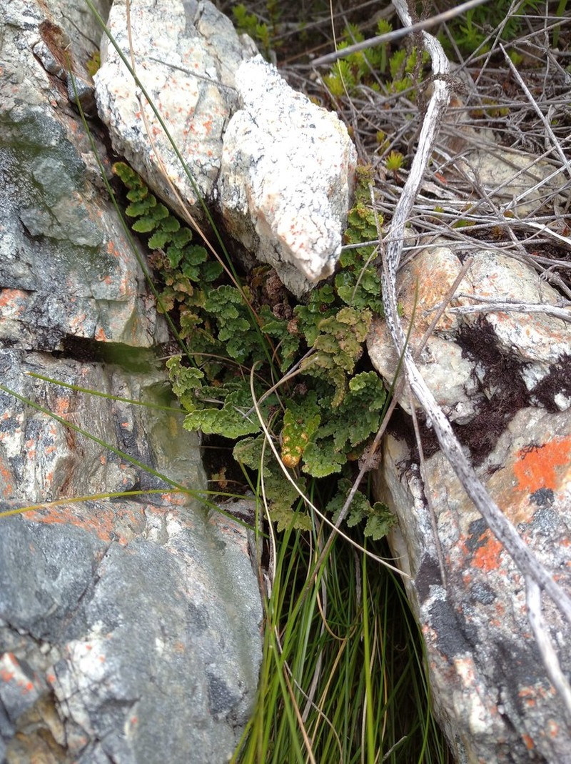 Asplenium cordatum photo 6